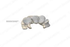 Image result for Hamate Bone