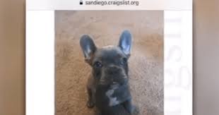 Craigslist san deigo, apartments, homes for sale, condos and types of classifieds. Police Help Family Reunite With Their Stolen Puppy
