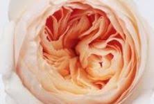 Maybe you would like to learn more about one of these? Import Flowers Importflowers Profile Pinterest