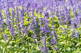 Image result for Salvia nilotica
