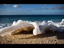 Top 20 Most Unbelievable Things Photo Most Amazing From World Youtube