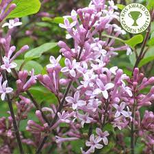 Abundant panicles of fragrant, lavender pink flowers in late spring and early summer and oval, dark green leaves. Syringa Meyeri Palibin Buy Korean Dwarf Lilac Shrubs Trees