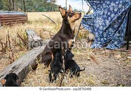 It was the blue eyes that snared kate alstergren. Australian Kelpie Sheep Dog Feeding Puppies Australian Brown And Tan Kelpie With Big Ears Feeding Puppies Canstock