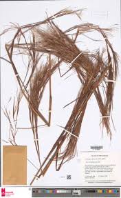 Image result for Andropogon fastigiatus