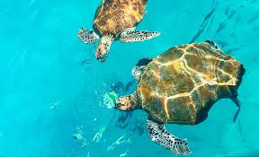 Chagar hutang, a remote beach on the northern end of malaysia's redang island, was gazetted as a turtle sanctuary in 2005 by the state government of terengganu. Sea More Of Malaysia Volunteering At A Turtle Sanctuary In Redang