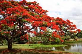 FLAMBOYANT VERMELHO ( Delonix regia)