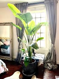 Image result for Strelitzia nicolai