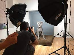 We capture your pets personality with custom artwork that will last for years to come. We Don T Have Our Own Pet Photography Studio Agoldphoto Pet Photography