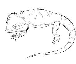 Cut out the shape and use it for coloring, crafts, stencils bearded dragon funny bearded dragon diet cute reptiles reptiles and amphibians animals and. Bearded Dragon Coloring Pages Best Coloring Pages For Kids Dragon Coloring Pages Dragon Coloring Page Coloring Pages