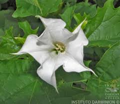 Image result for Datura ferox