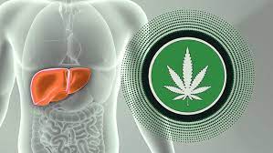 Marseille Archives Norml