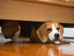 If your dog seems genuinely scared of the wind and her own shadow, i. I Want To Help My Dog With Fears Visitors