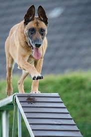 How To Stop Dogs Jumping Up Easy And Actionable Tips Kaufmann S Puppy Training