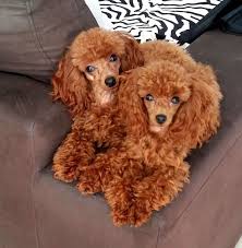 It's also free to list your available puppies and litters on our site. 240 Miniature Poodles Ideas Miniature Poodle Poodle Dogs