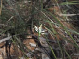 Image result for Wahlenbergia wittei