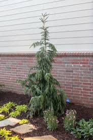Picea omorika 'pendula bruns' / bruns weeping serbian spruce. Spruce Bruns Pendula Tree Top Nursery Landscape Inc