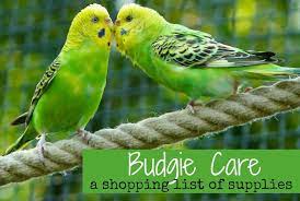 What do you need for a parakeet. Budgie Care A Shopping List Of Supplies Pbs Pet Travel