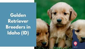 Golden retriever in dogs & puppies for rehoming in toronto (gta). 25 Golden Retriever Breeders In Idaho Id Golden Retriever Puppies For Sale Animalfate