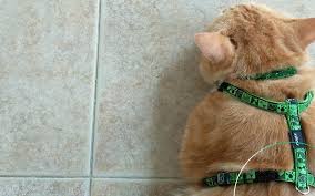 Apr 18, 2019 · itulah yang dapat kami bagikan mengenai cara menghilangkan tulisan page 1 di excel. Serba Serbi Harness Kucing Yang Perlu Kamu Ketahui Riuusa