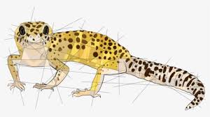 Amur Leopard Drawing Easy Drawing Of Snow Leopard Hd Png Download Kindpng Leopard gecko are absolutely lovely pets. easy drawing of snow leopard hd png