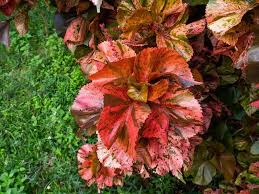 Image result for Acalypha manniana
