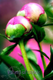 Pin On Color Combo Pink Green