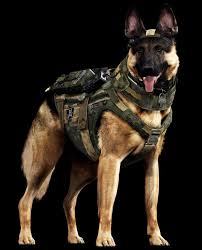 Dog Of War Meet Call Of Duty S New Barkout Star Military Dogs Military Working Dogs Army Dogs