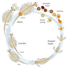 Interactive Inspiration 12 Brine Shrimp Life Cycles Sea