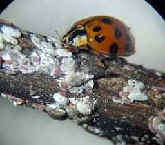 Ladybugs are completely harmless, so they aren't a cause for concern. Ladybugs Potential Natural Enemies Of Crape Myrtle Bark Scale Alabama Cooperative Extension System