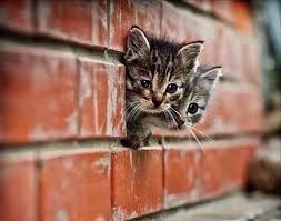 Sanatcilar En Cok Kedi Sever Kedi Resimleri 6 Katalog Hayvan Hayvanlar Ve Hayvan Basliklari