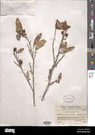 Image result for Eugenia natalitia