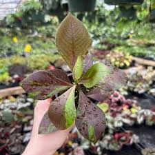 Image result for Synadenium kirkii