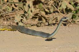 Yellow Tailed Cribo Drymarchon Corais Corais Sunning Itself On The Road Pantanal Brazil C Marc Peggy Faucher Pantanal World Wildlife