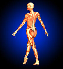 Within this group of back muscles you will find the latissimus dorsi, the trapezius these muscles are able to move the upper limb as they originate at the vertebral column and insert onto either the clavicle, scapula or humerus. Muscle Woman From The Back Doccheck