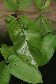 Image result for Oxyanthus latifolius