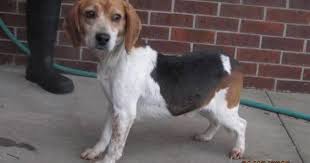 Buy grey bedroom sets online! The Newest Royal Dog Isn T A Corgi He S A Rescue Beagle From The U S Cbs News