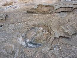 We did not find results for: Dinosaur Footprints At Gantheaume Point In Broome Amusing Planet