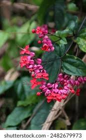 Image result for Clerodendrum toxicarium