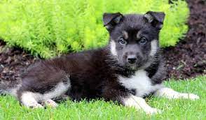 You can also help too! All About Gerberian Shepsky German Shepherd Husky Mix Behavior Trainability Puppy Price Health Facts