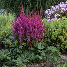 Astilbe Chinensis Visions Walters Gardens Inc