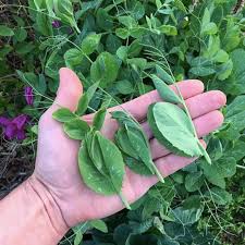 Never in my life did i think about skinning a pea, but it is a very sensual experience. How To Grow Delicious Austrian Winter Peas For Winter Greens Growjourney