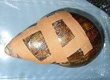 Schneckenzoo De Achatschnecken Achatschnecken Schnecken Achat