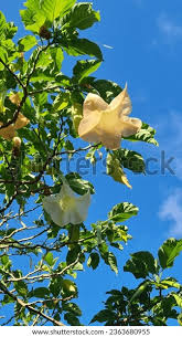 Image result for Wissadula amplissima