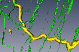 Smallest living structure and constituent unit of all animals, including human beings; Animal Cells And Their Shapes Science Learning Hub
