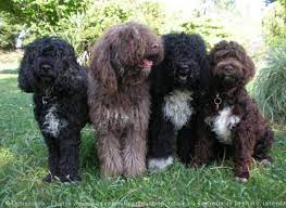 78 Barbet Ideas Water Dog Dogs Dog Breeds