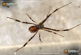 You won't find her competing with the likes of quicksilver or the flash, but she can certainly outrun the average villain. Brown Widow Latrodectus Geometricus