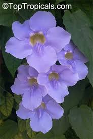 Image result for Thunbergia laborans