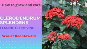 Image result for Clerodendrum splendens