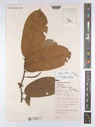 Image result for Rawsonia burtt-davyi