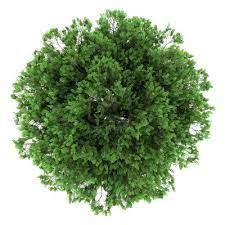 Image Result For Tree Template Photoshop Tree Plan Photoshop Trees Top View Tree Plan Png